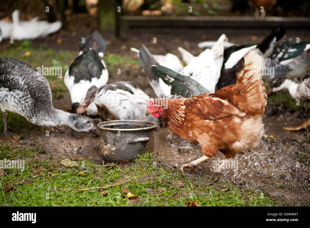 Chicken looking for food scratching mud Stock Photo