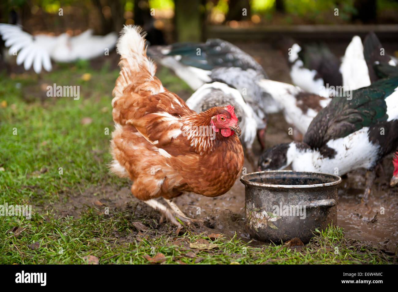 Free range hen digging in ground Stock Photo