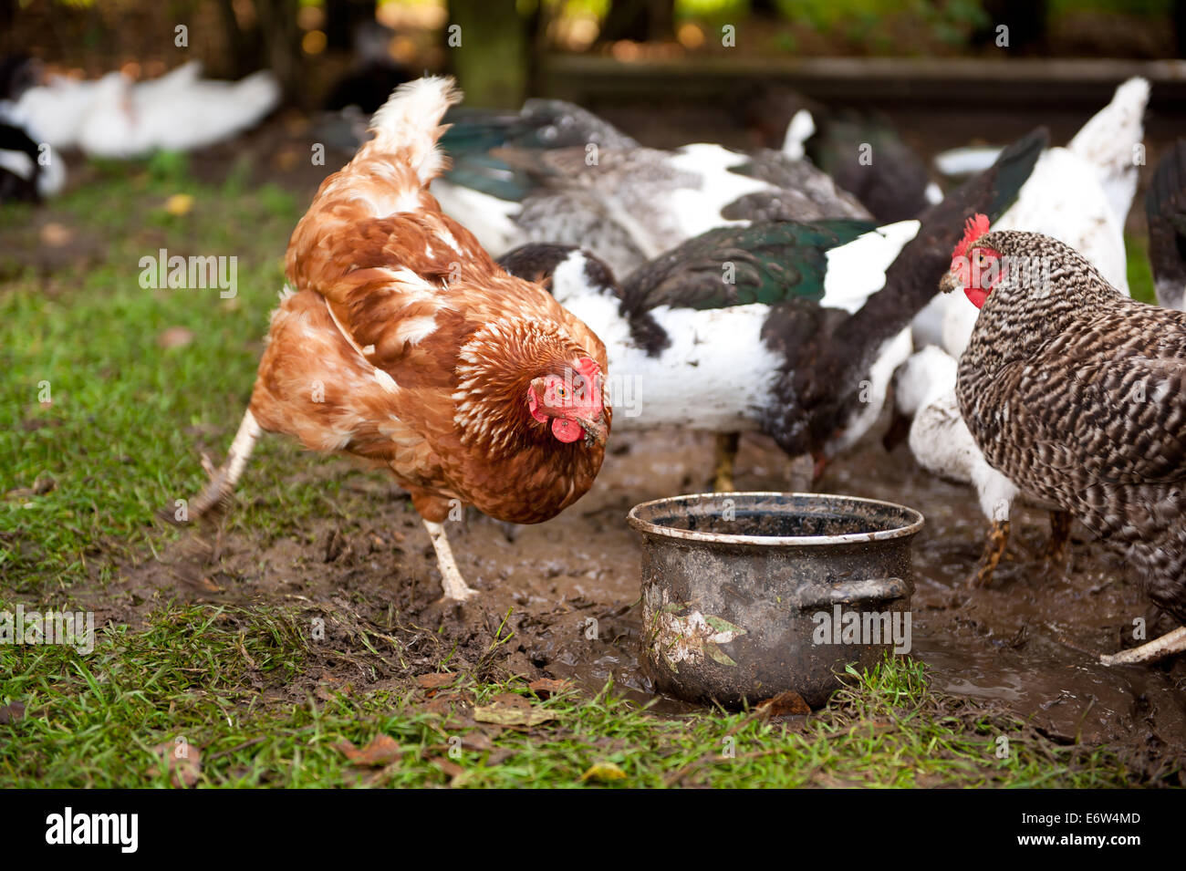 Free range chicken digging Stock Photo
