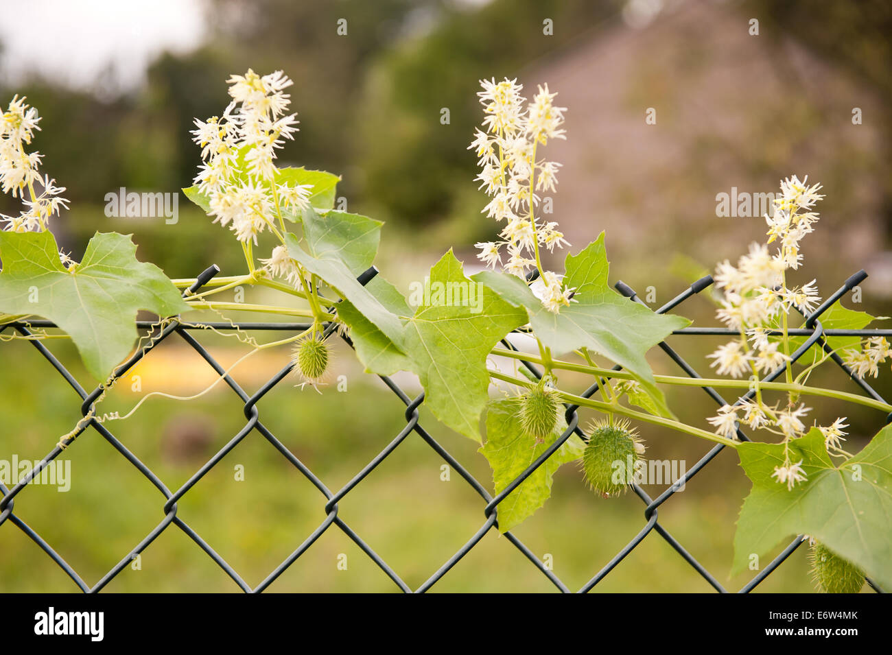 Echinocystis lobata flowering plant Stock Photo