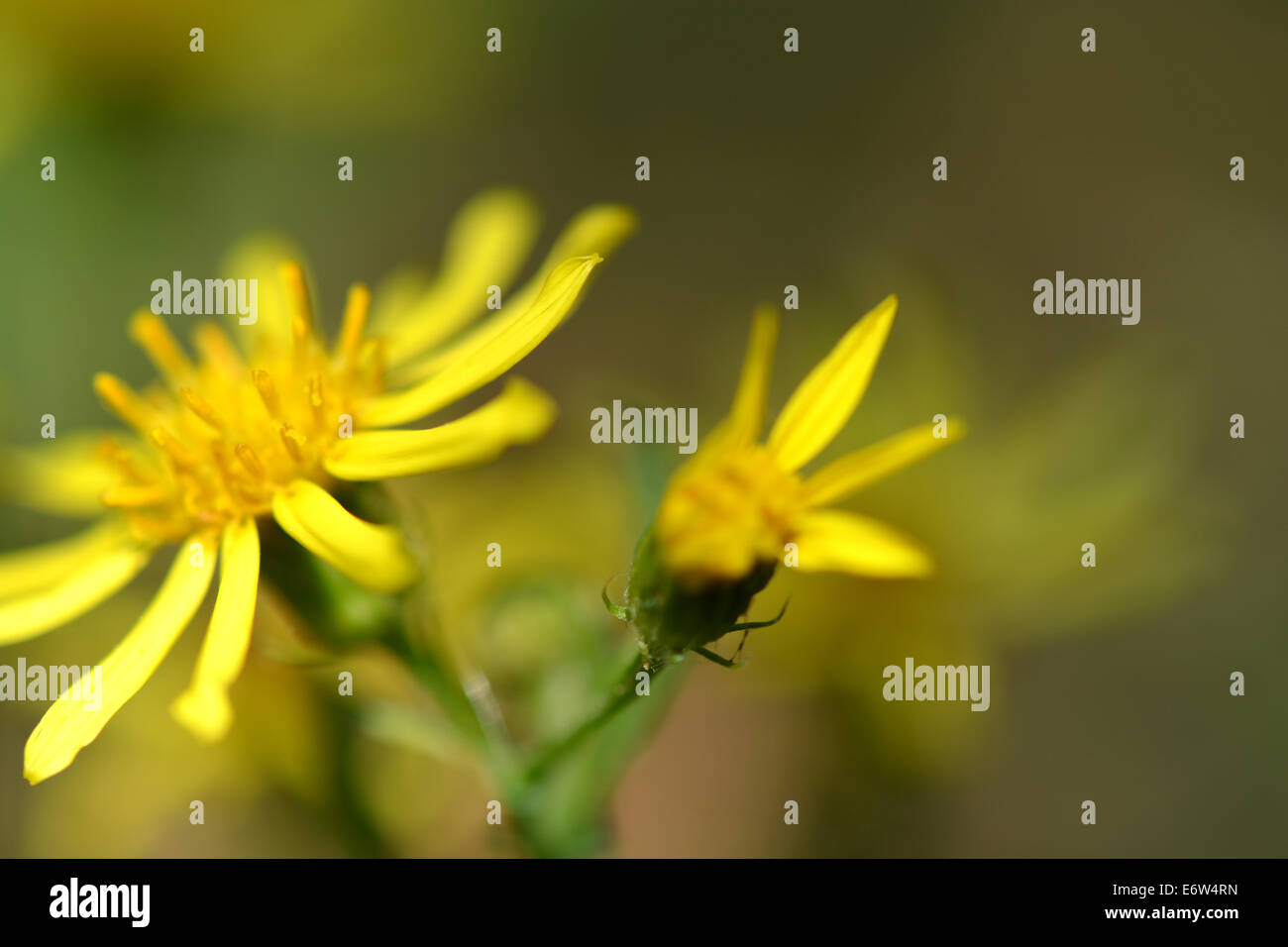Closeup of beautiful yellow flowers in the garden Stock Photo - Alamy