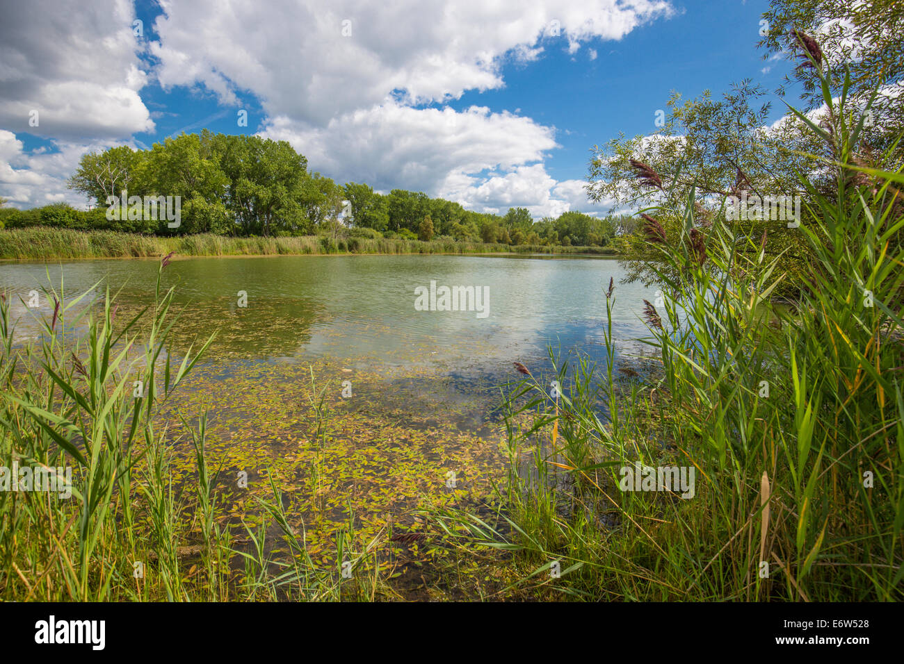 Pond in Tifft Nature Preserve in Buffalo New York Stock Photo