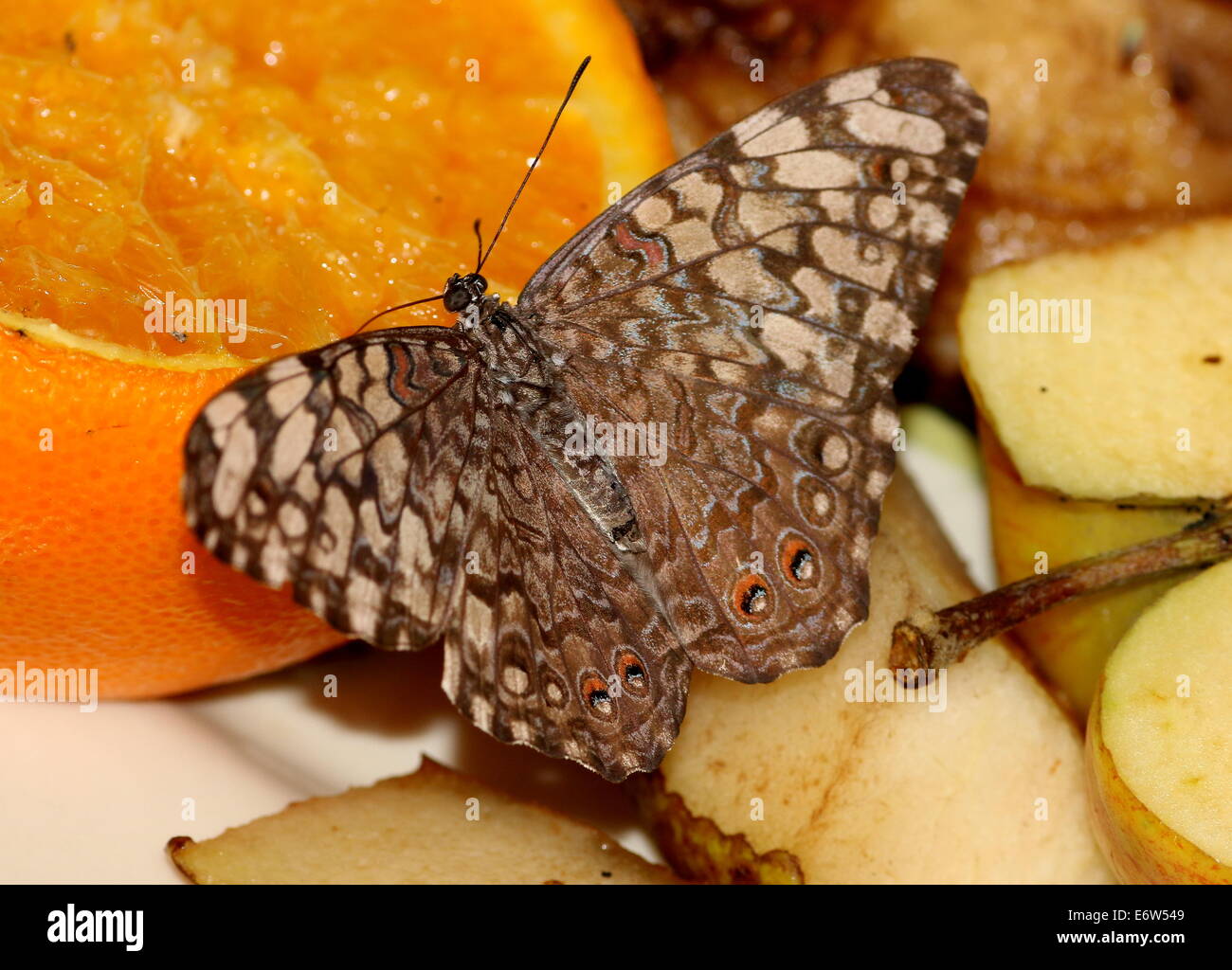 Grey Cracker Butterfly (Hamadryas februa)  feeding on fruit Stock Photo