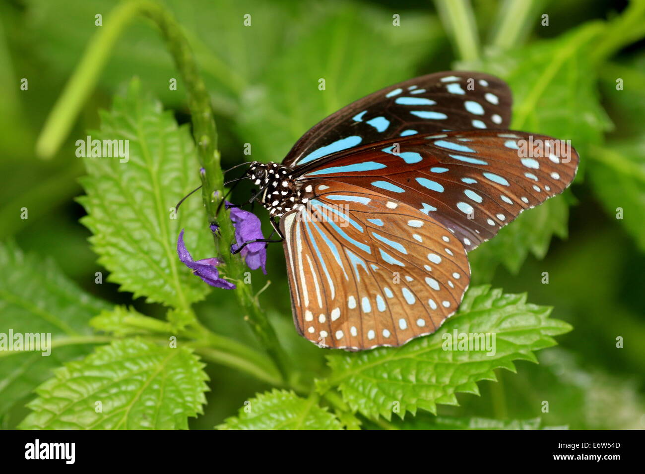 Dark Blue Tiger Butterfly (Tirumala septentrionis) foraging on a purple tropical flower Stock Photo