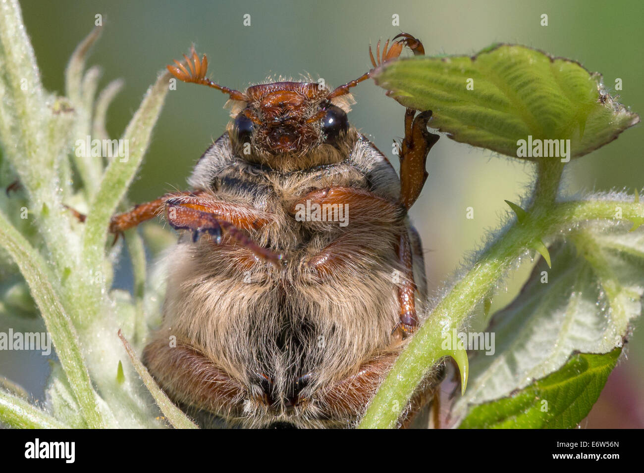 A Cockchafer beetle (Melolontha melolontha) hides in brambles on Collard Hill Stock Photo