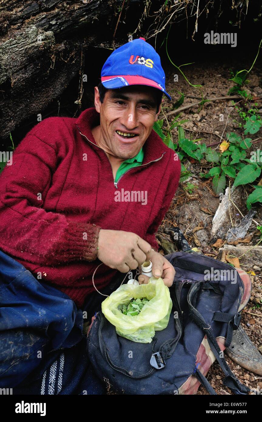 Coca leaves in the amazon hires stock photography and images Alamy