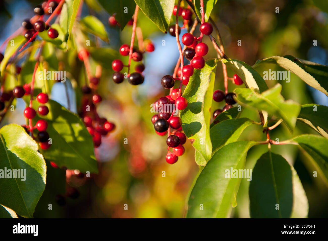 Prunus serotina red fruits detail Stock Photo