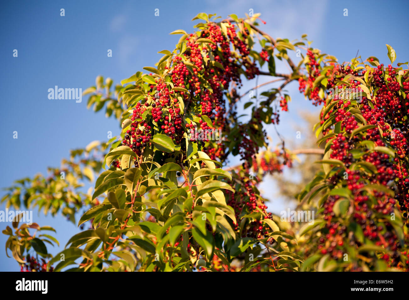 Prunus serotina red fruits twigs Stock Photo