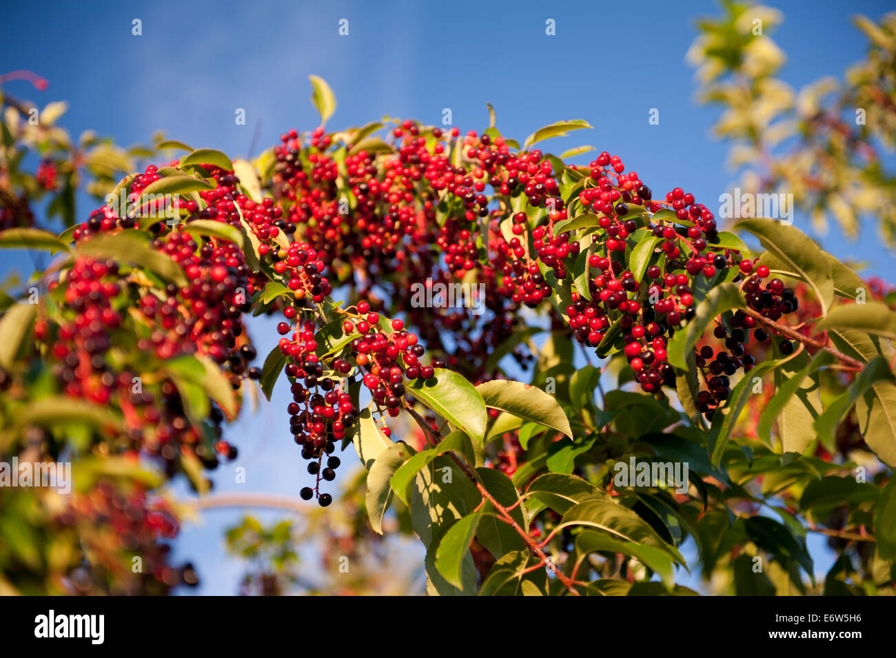 Prunus serotina fruits bunches Stock Photo