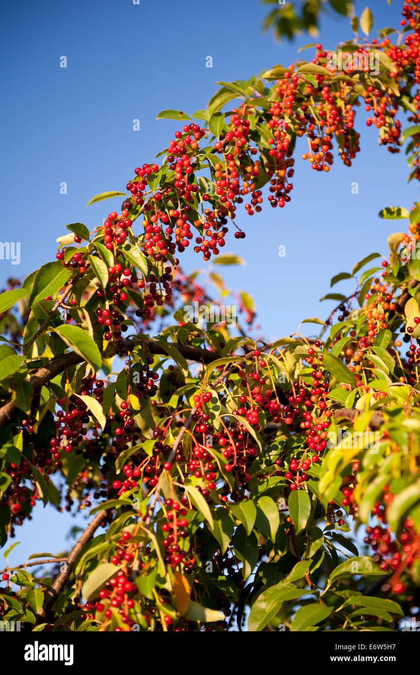 Prunus serotina red fruits clusters Stock Photo