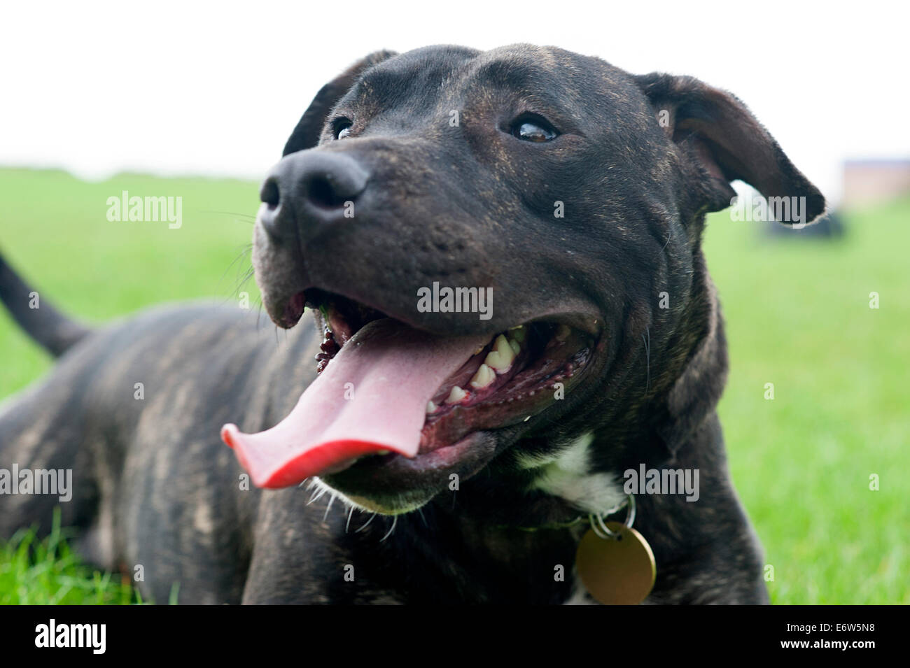 Beautiful English Staffordshire Bull Terrier resting in a London park. Stock Photo