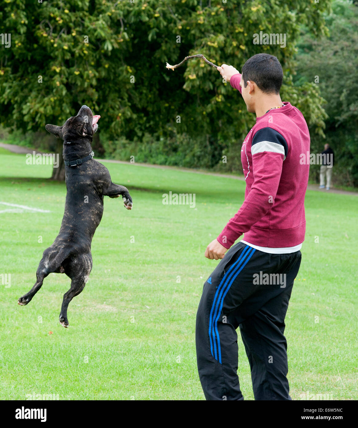 staffie staffy dog plays with a young man and a stick on the grass in a London park. Stock Photo