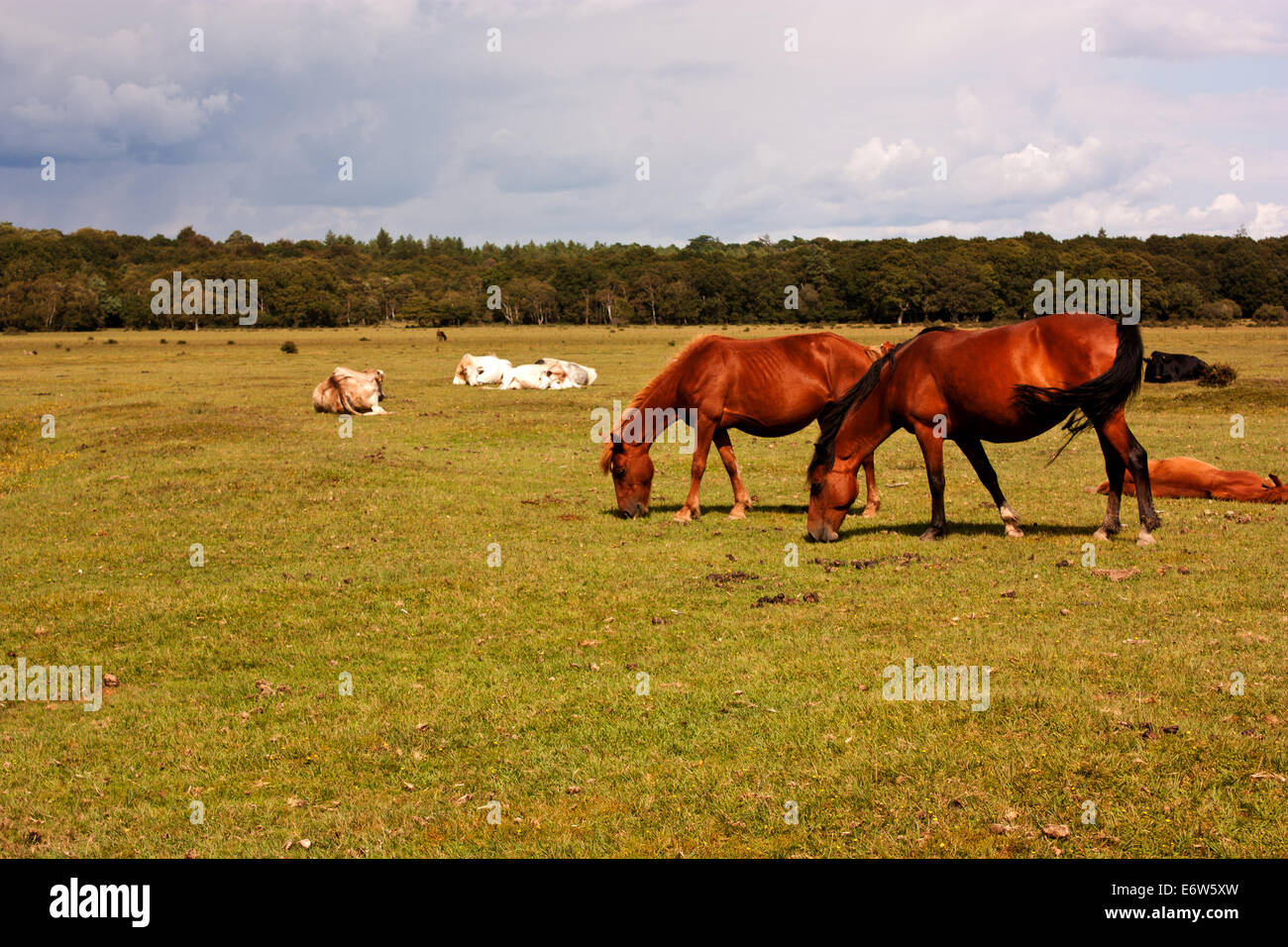 New Forest ponies grazing in the countryside at Brockenhurst Stock ...
