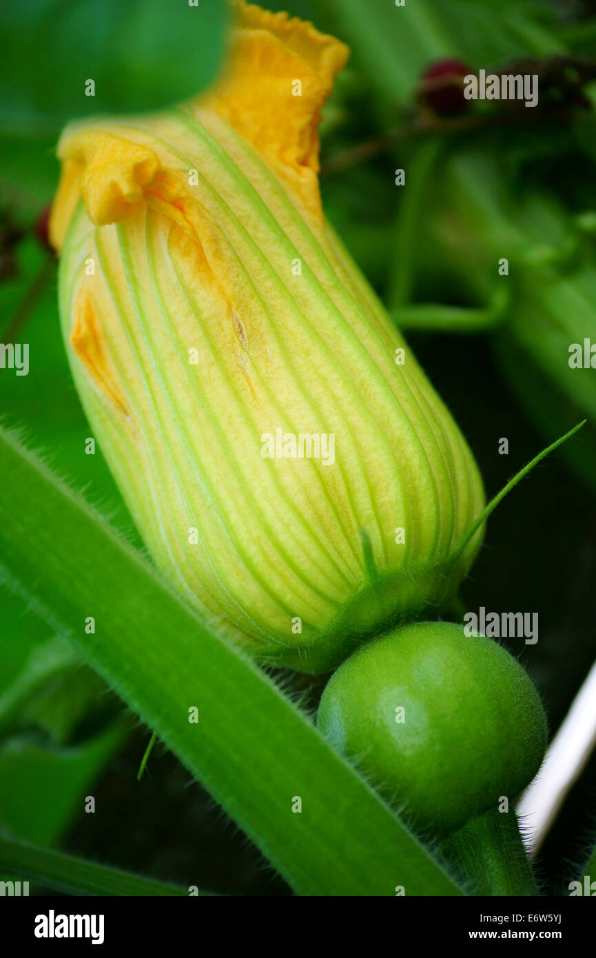 Cucumis sativus flower cucumber hi-res stock photography and images - Alamy