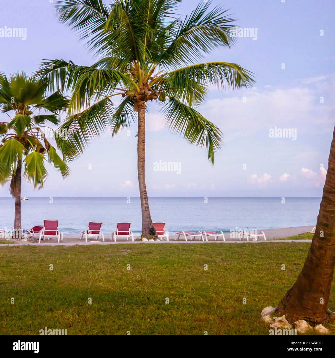 Coconut palms on the Caribbean beach at St. Croix, U. S. Virgin Islands showing lawn and calm waters. US Virgin Islands, USVI, U.S.V.I. Stock Photo