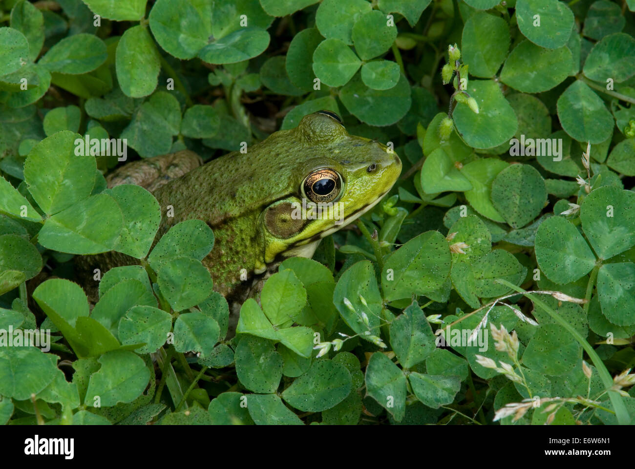 Green Frog (Rana or Lithobates clamitans) sitting in Clover plants (Trifolium)  Eastern North America Stock Photo