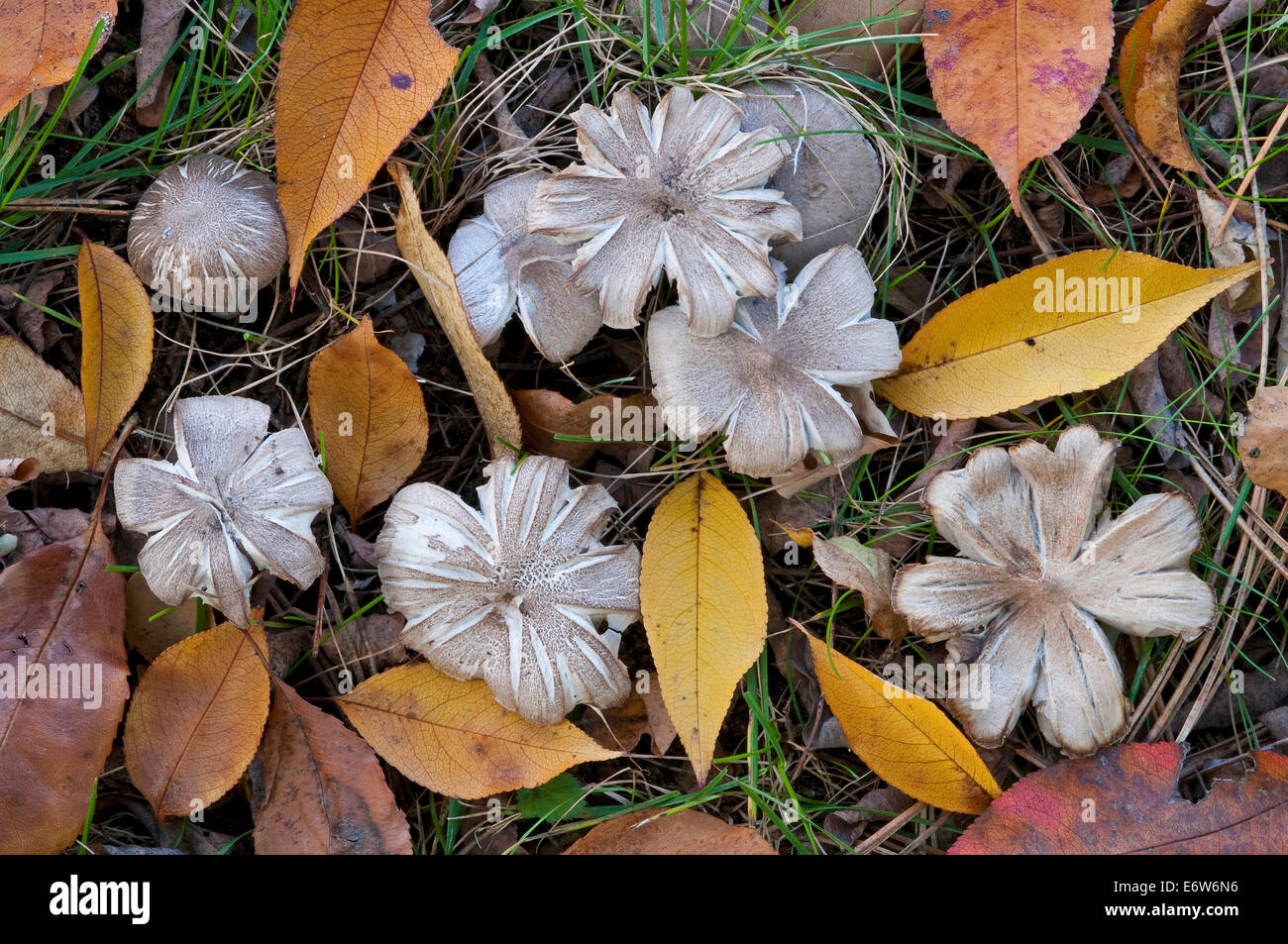 Boletus Mushrooms deteriorating in leaf litter, forest floor, Autumn, Eastern USA Stock Photo