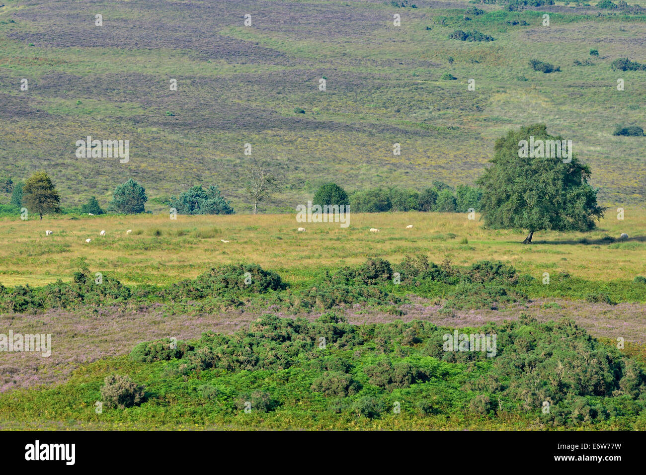 Heathland at Ashdown Forest, East Sussex, UK Stock Photo