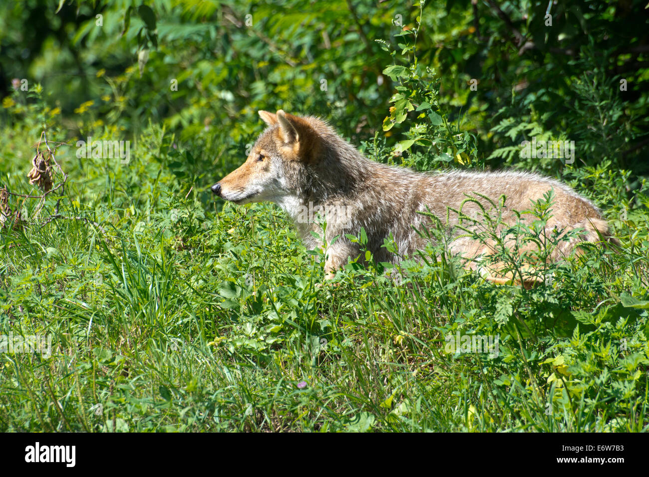 American Jackal Stock Photos & American Jackal Stock Images - Alamy