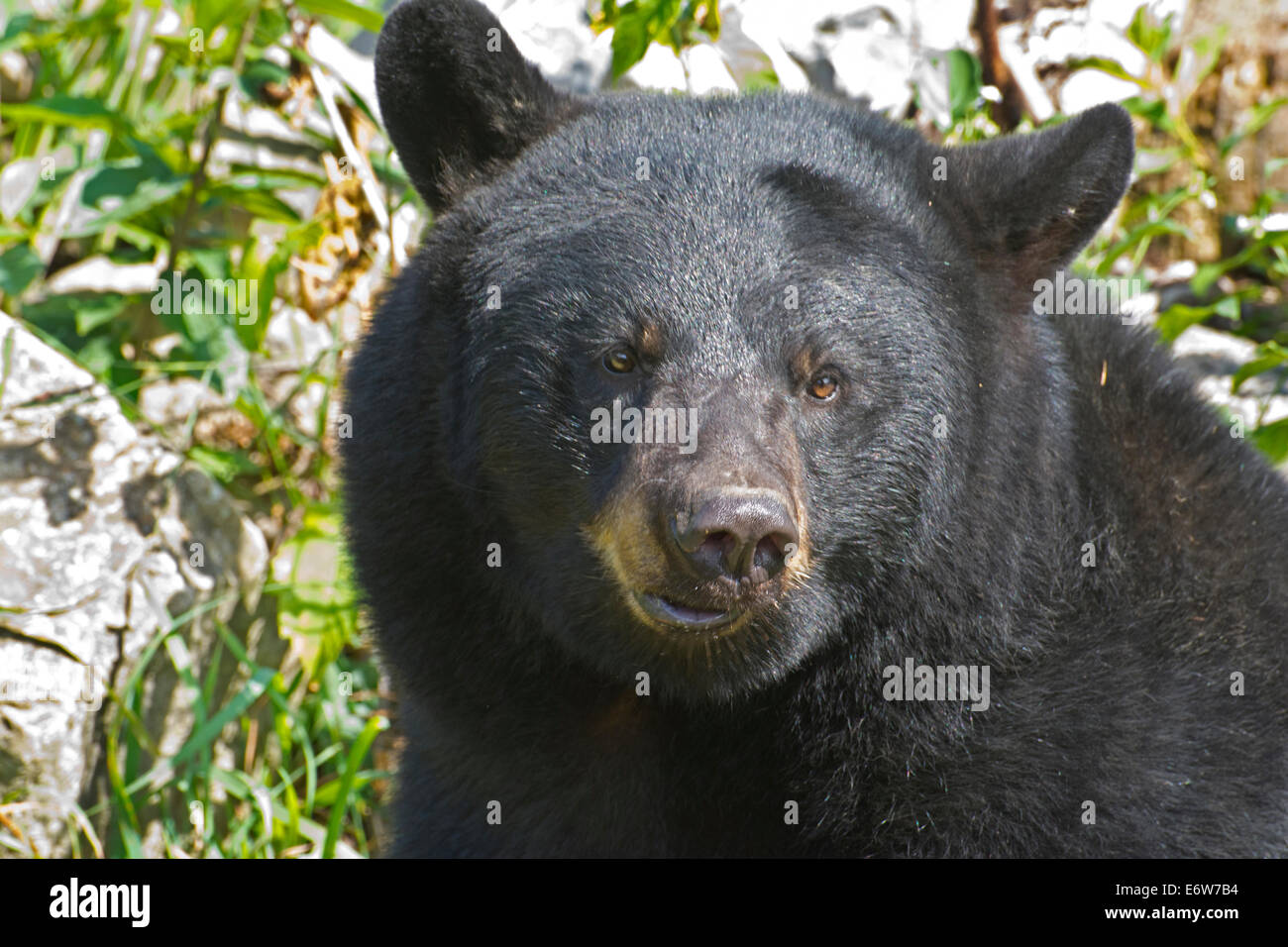 Close-up of a Black Bear Stock Photo