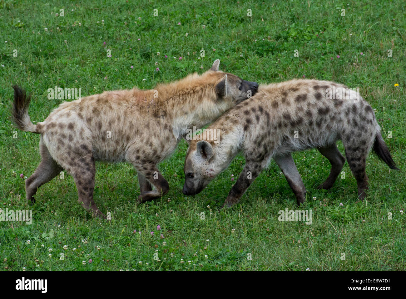 A pair of Spotted Hyenas Stock Photo - Alamy