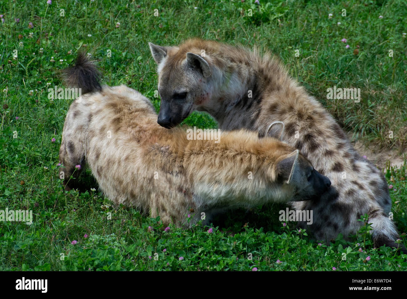 A pair of Spotted Hyenas Stock Photo Alamy