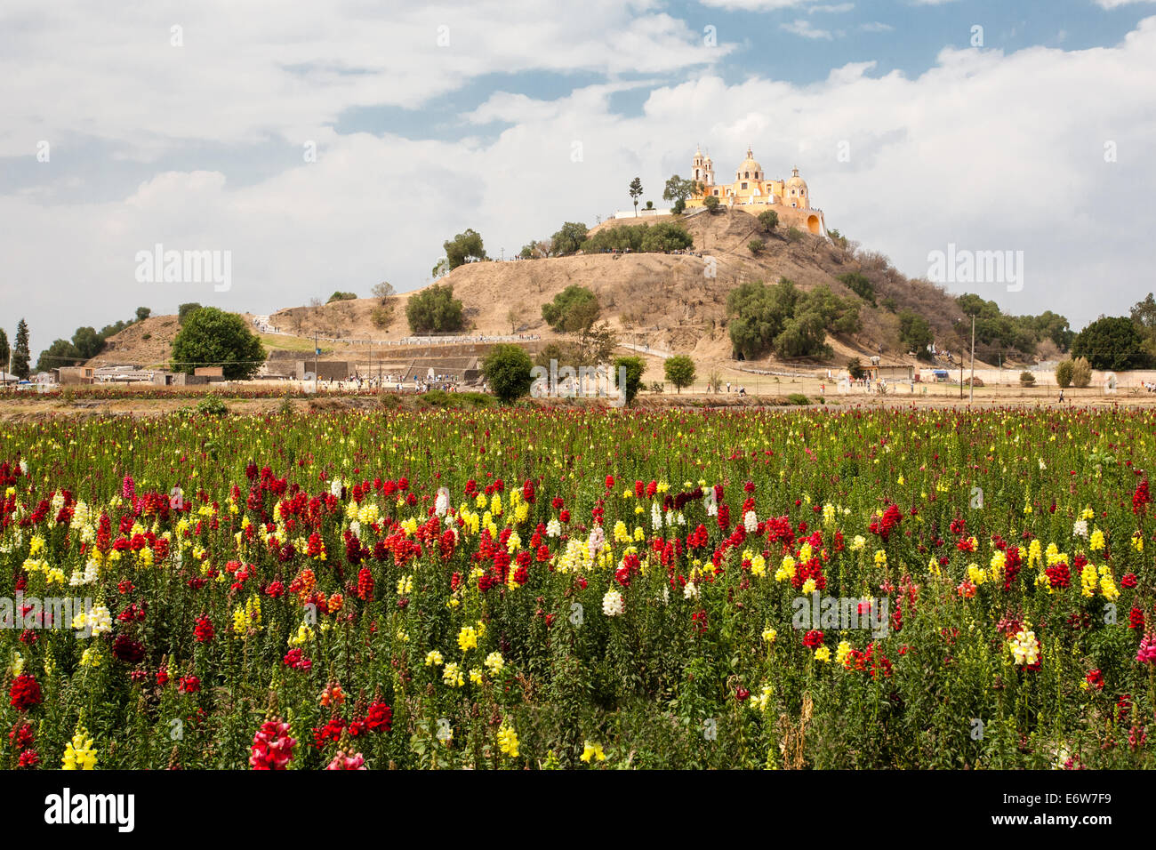 Field of flowers near the pyramid and the Remedios Temple in Cholula, Puebla, Mexico. Stock Photo
