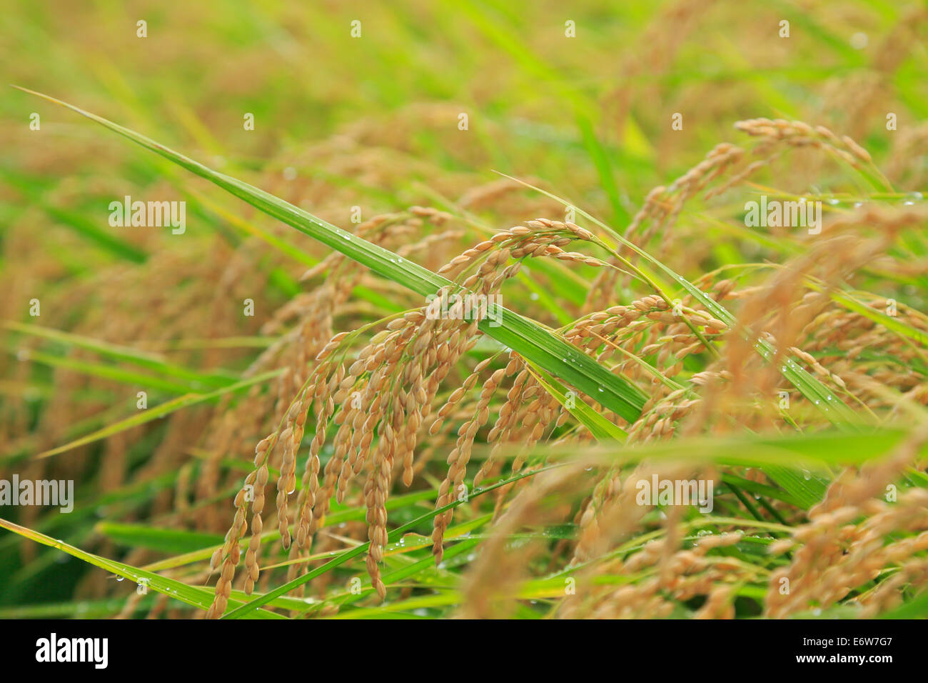 rice field in Japan Stock Photo - Alamy