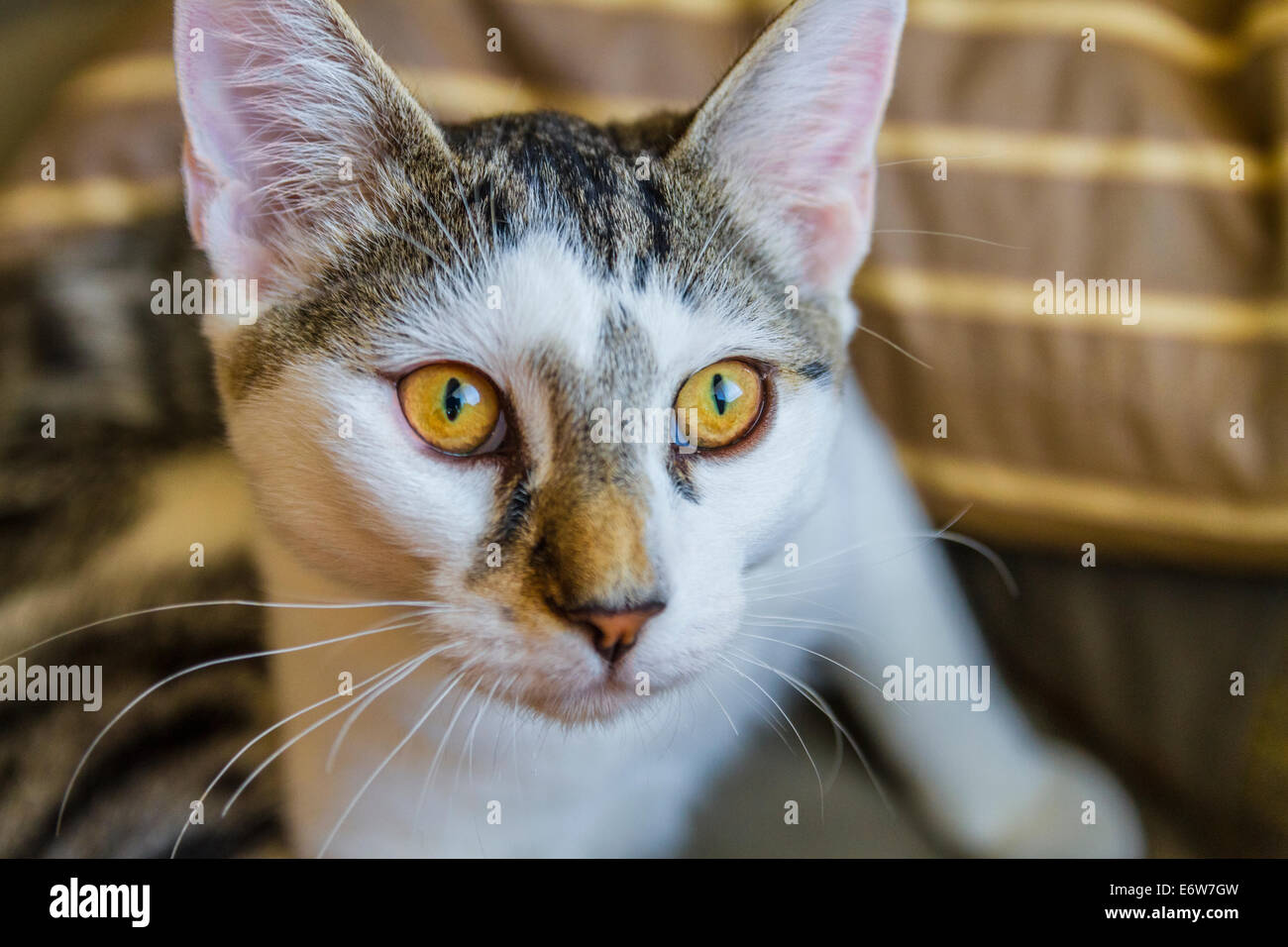 A beautiful Golden Eyed Adolescent cat Stock Photo - Alamy