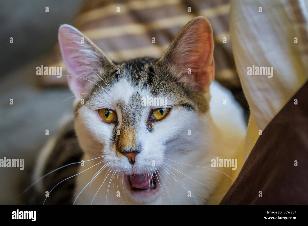 Adolescent cat sales
