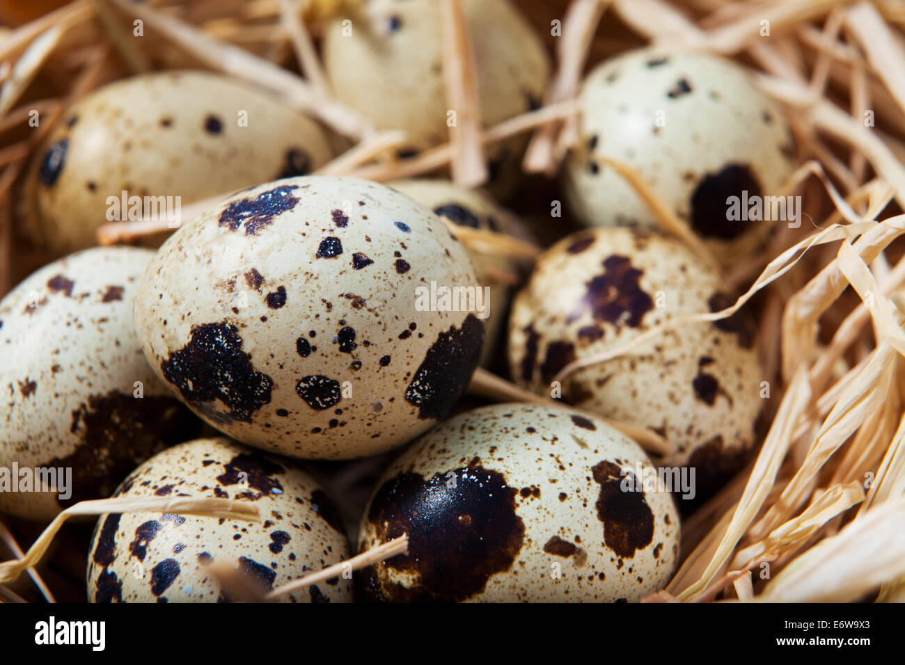 Quail eggs in crate Stock Photo Alamy