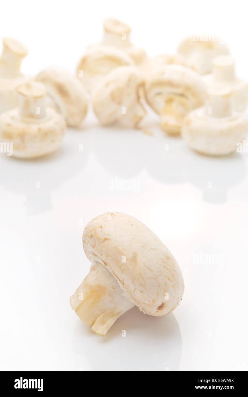 Fresh edible Portabello Mushroom Champignon over white background with reflection. Stock Photo