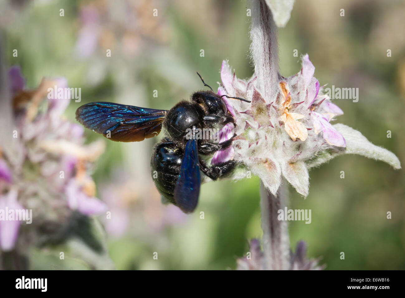 Blaue Holzbiene Xylocopa violacea violet carpenter bee Stock Photo