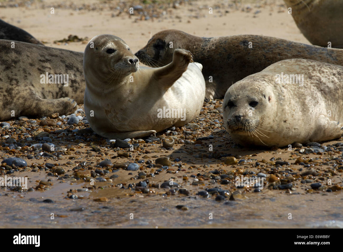 A seal seems to wave at Blakeney Point, Norfolk. Stock Photo