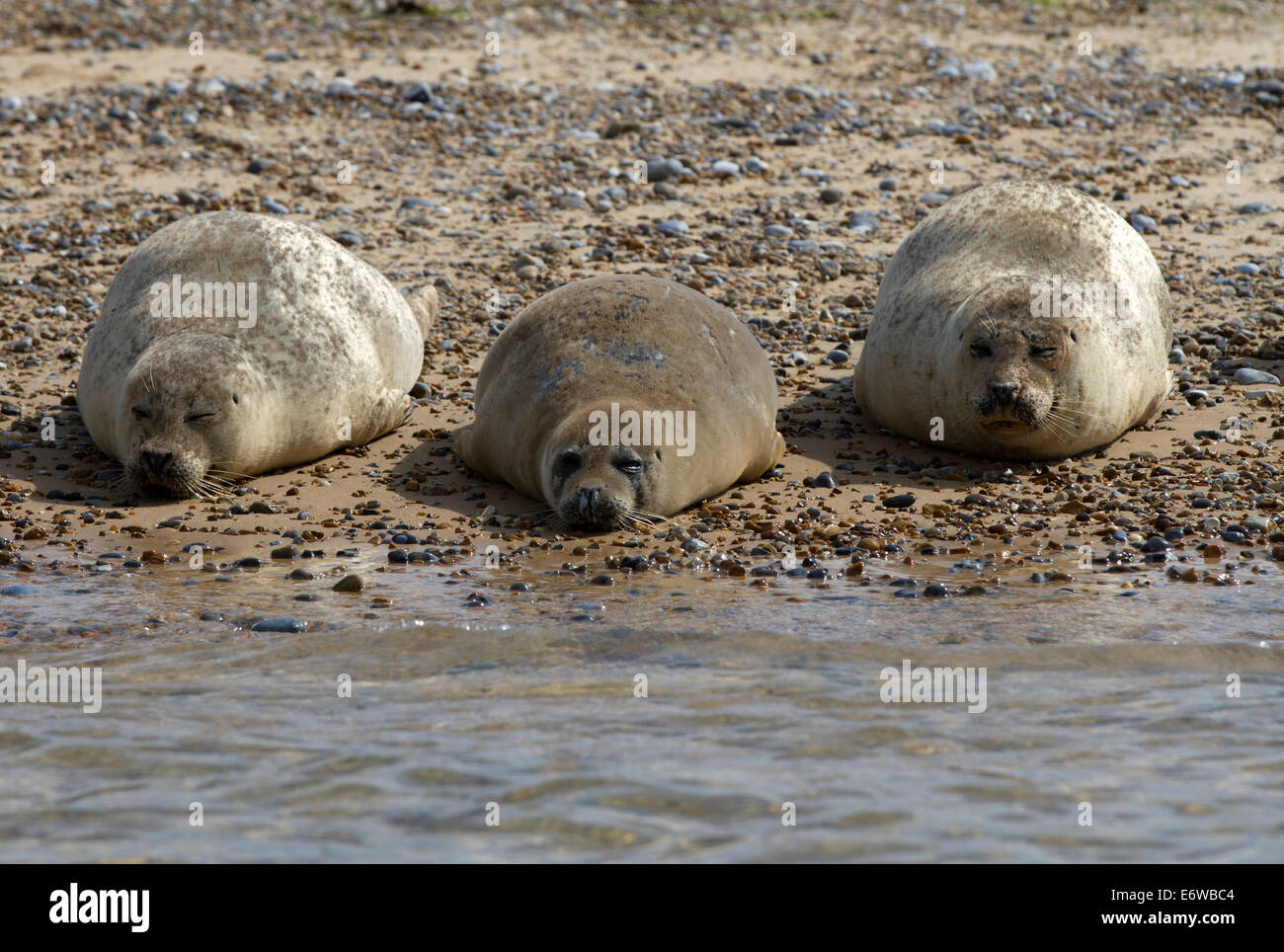 Seals at the National Trust Reserve, Blakeney Point. Stock Photo