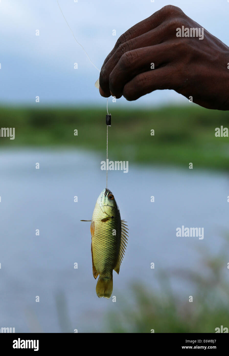 Fishing Climbing perch of Southeast Asia Stock Photo - Alamy