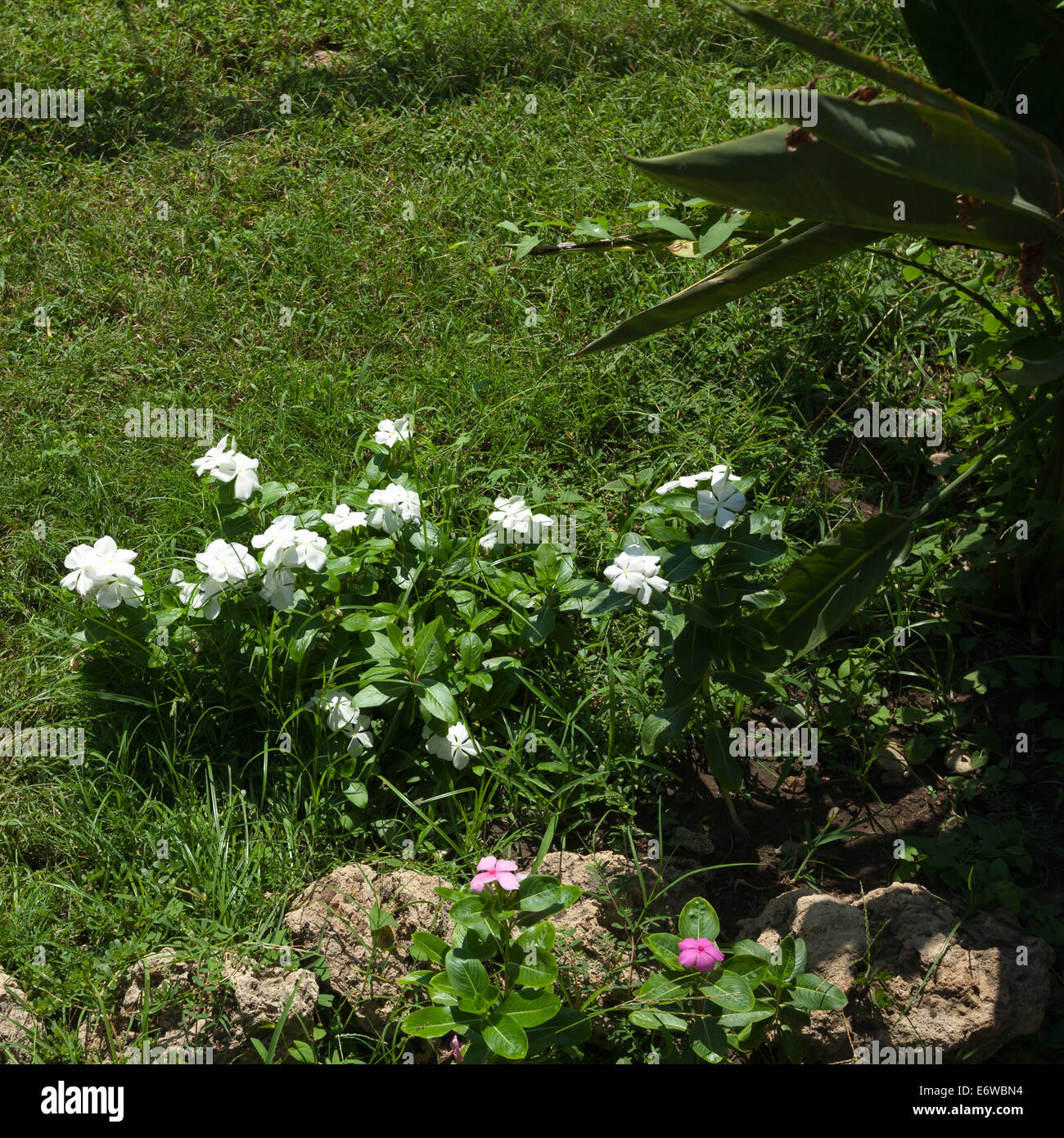 Beautiful flowers in green garden Stock Photo - Alamy