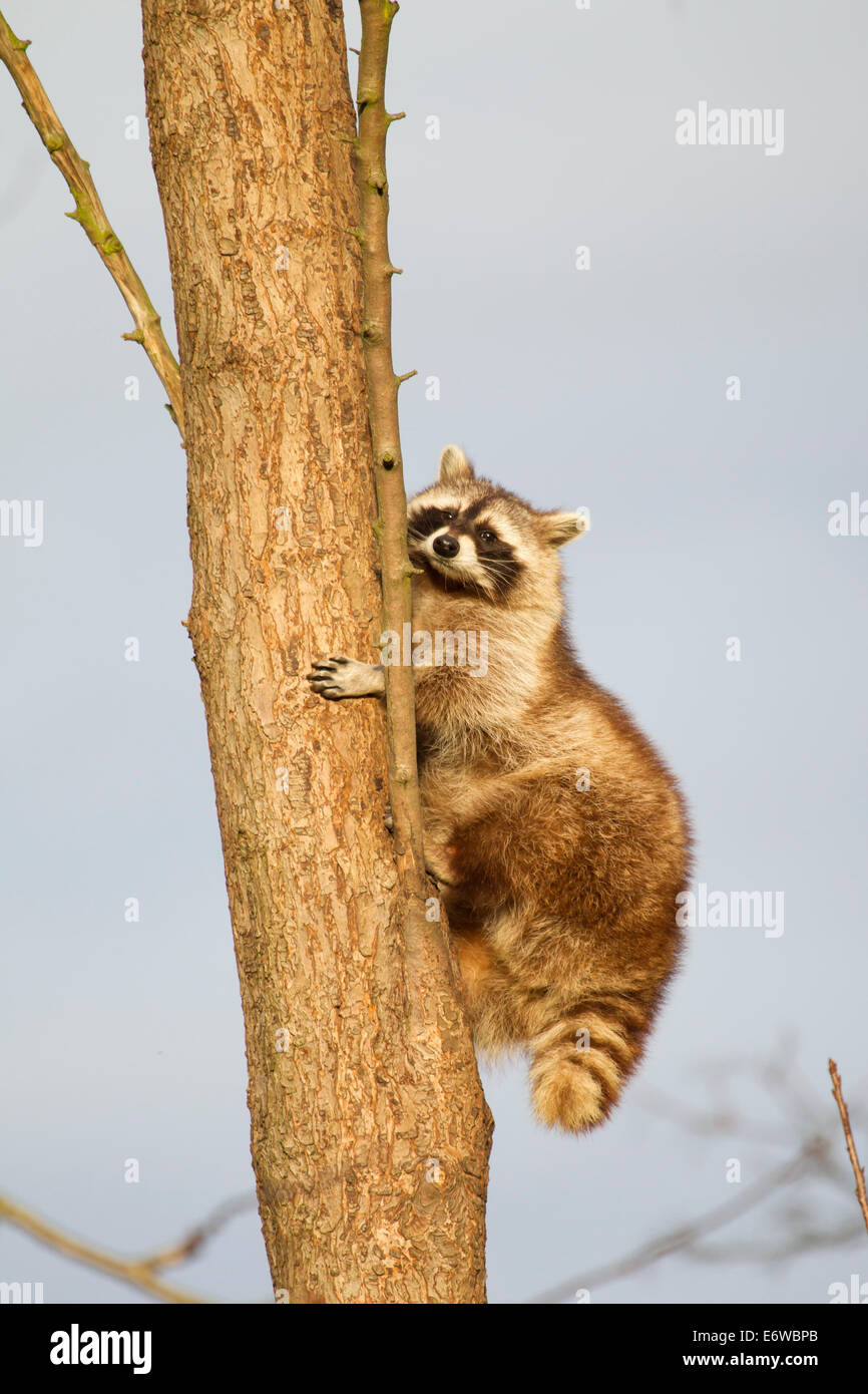 North American raccoon Procyon lotor Waschbaer Stock Photo