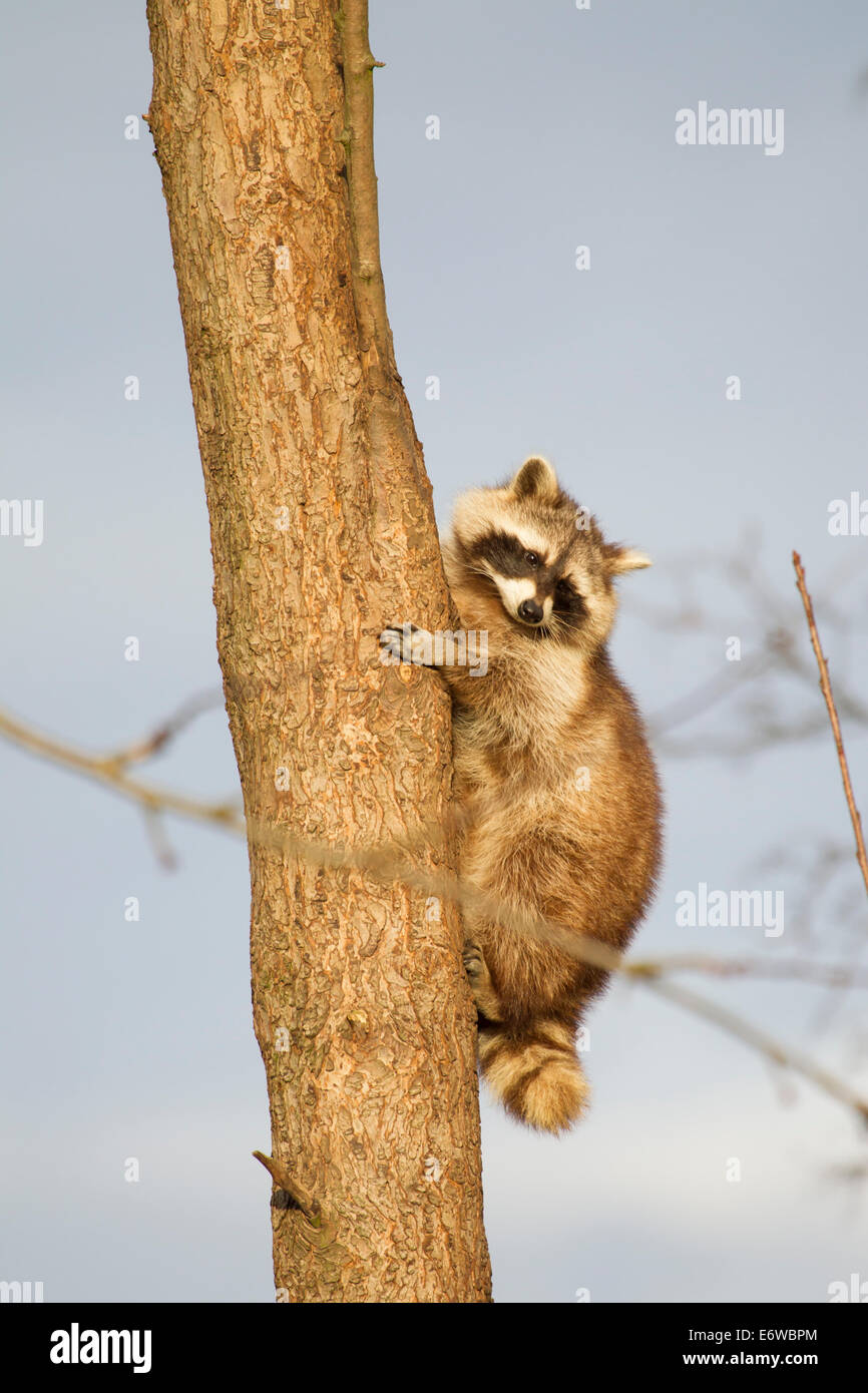 North American raccoon Procyon lotor Waschbaer Stock Photo