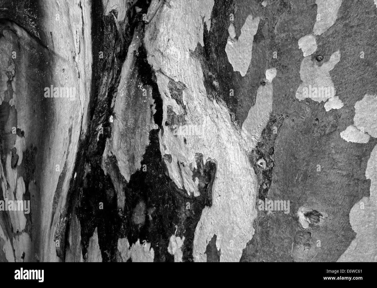 Black and white photograph of the bark of a Sugergum Tree(Eucalyptus cladocalyx). Stock Photo