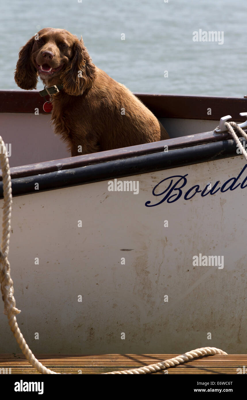 A dog in a boat.  Morston Quay.  Norfolk. Stock Photo