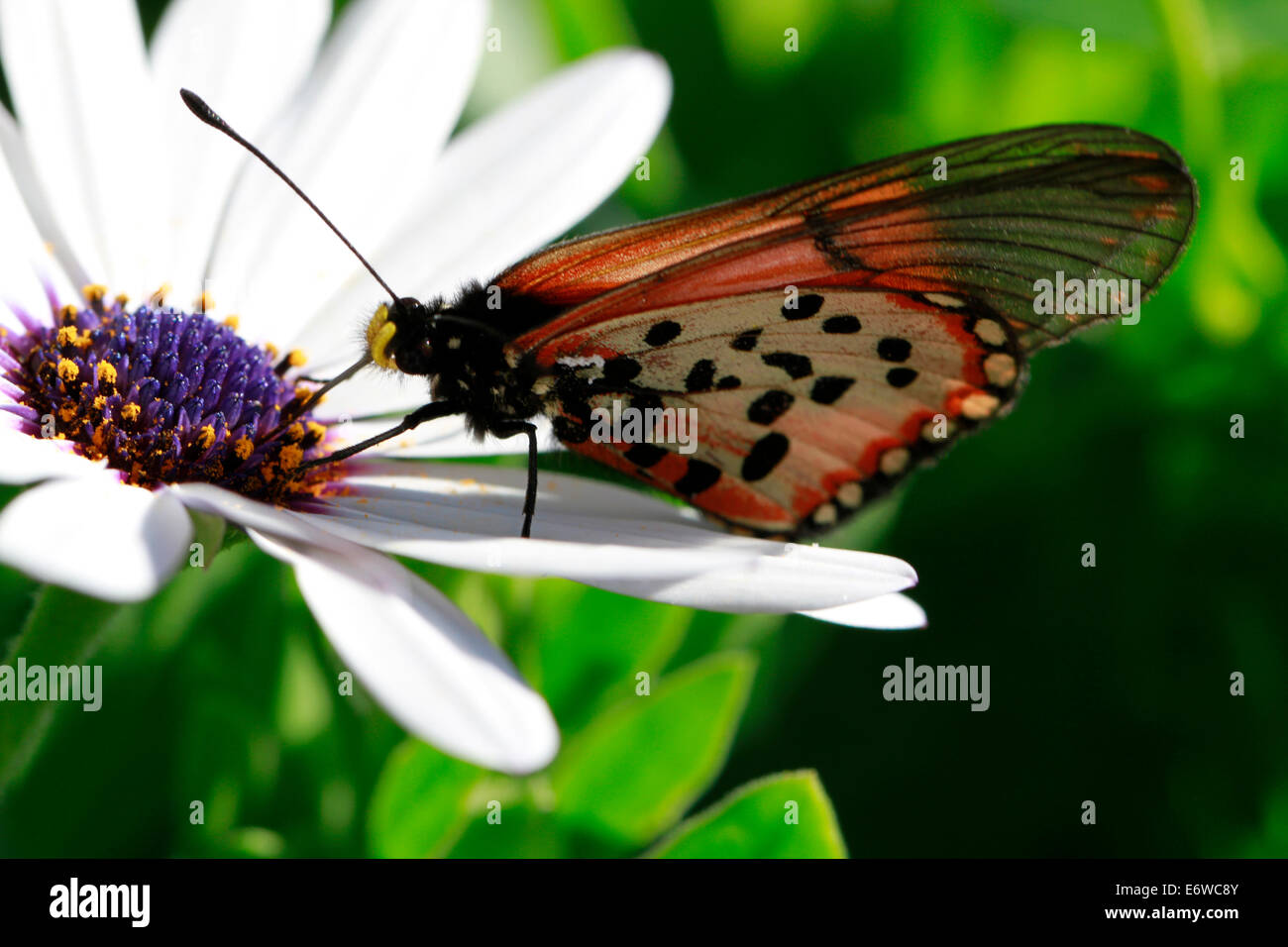 A Acraea horta or Garden Acraea  butterfly on a flower. These are  probably the most common butterflies in the Cape Peninsula. Stock Photo