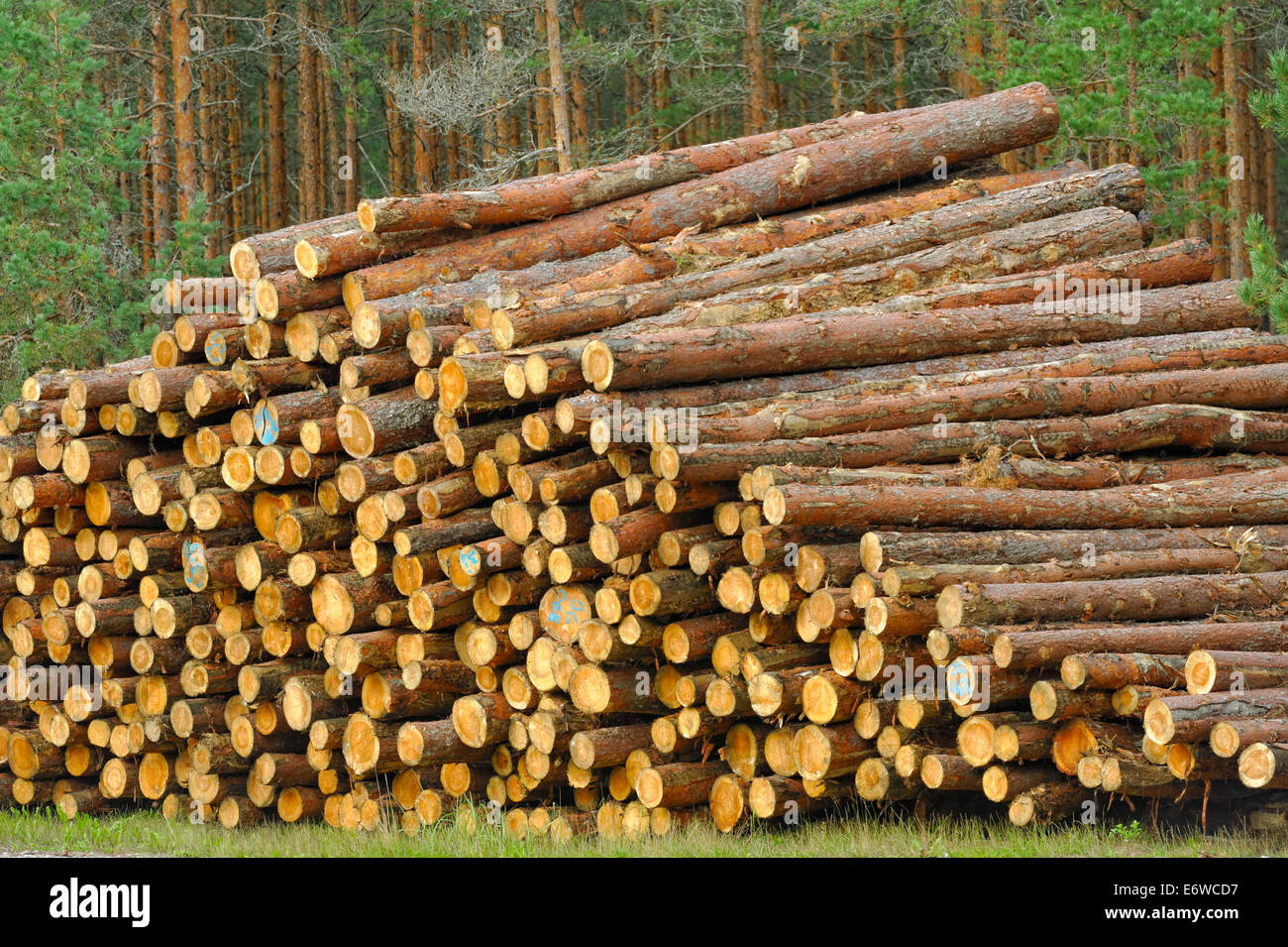 Pine timber, ready for transport from forest Stock Photo Alamy