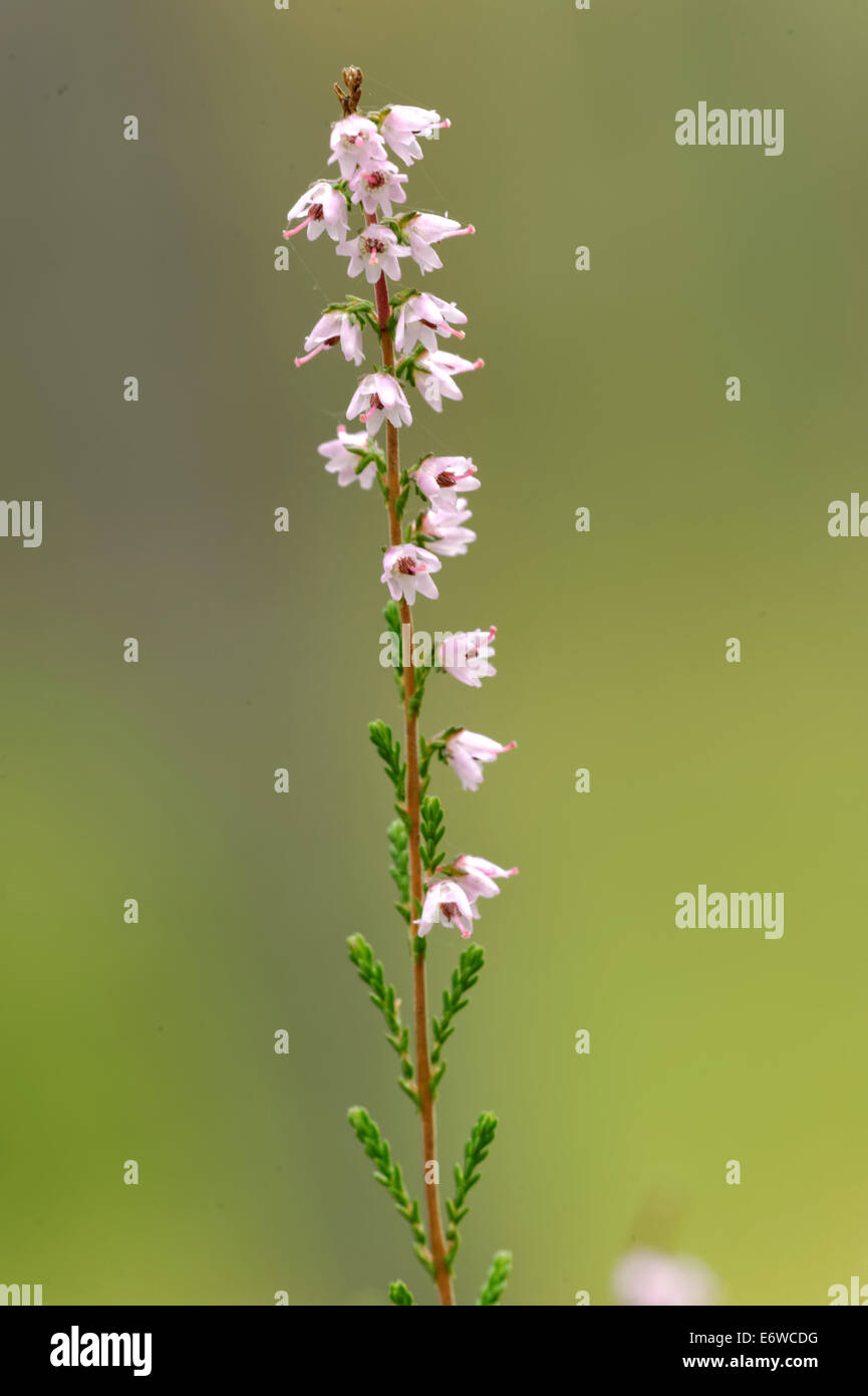 Calluna vulgaris (known as common heather, ling, or simply heather) is the sole species in the genus Calluna in the family Erica Stock Photo