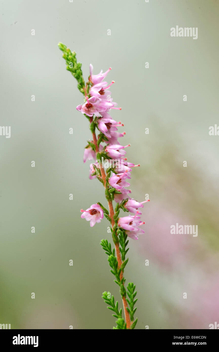 Calluna vulgaris (known as common heather, ling, or simply heather) is the sole species in the genus Calluna in the family Erica Stock Photo