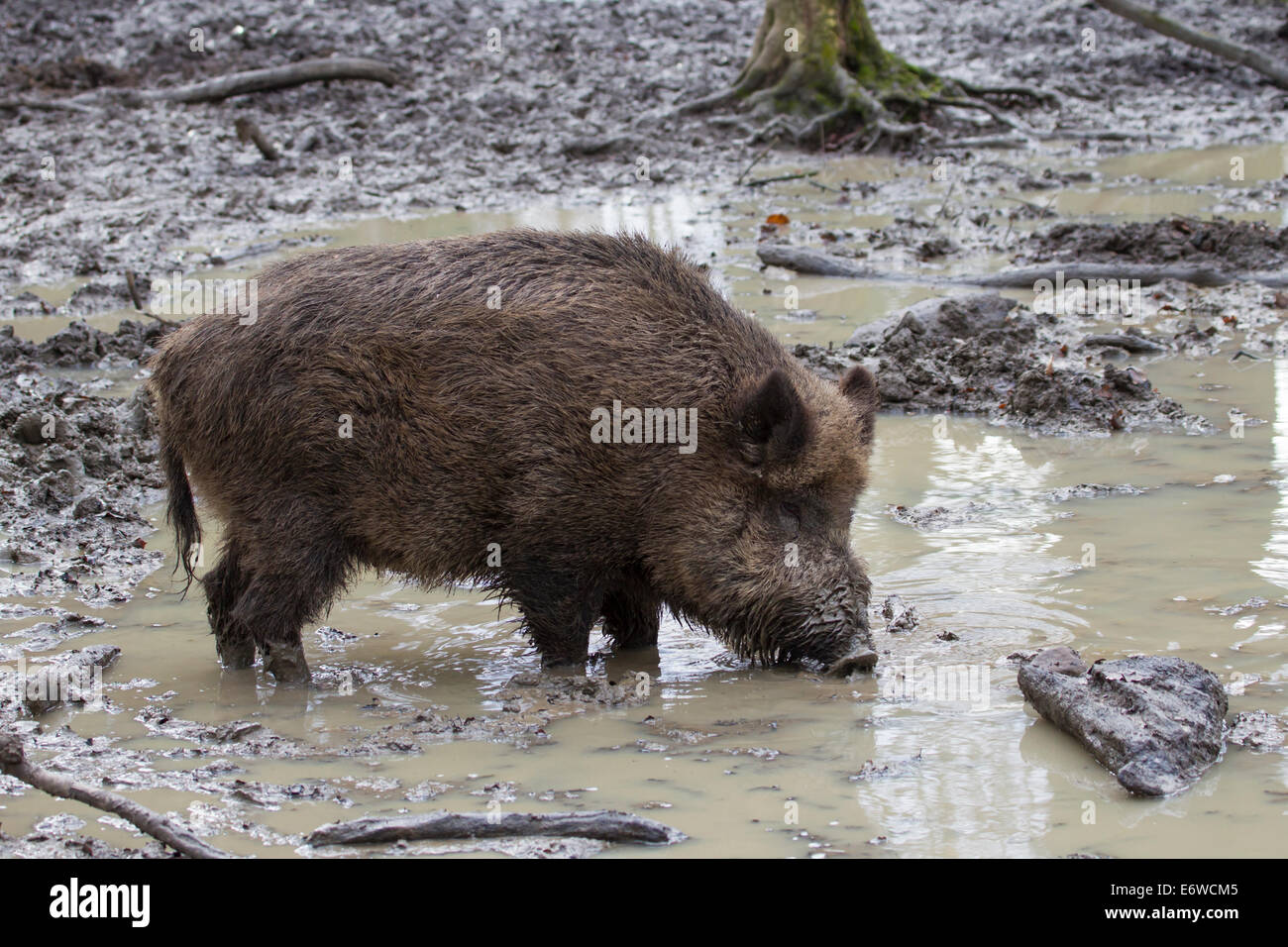 Wild boar sus scrofa wildschwein wuehlen dig mud Stock Photo