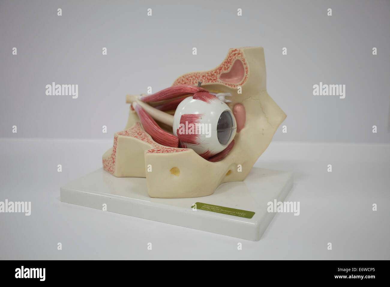Cross section human eye showing hi-res stock photography and images - Alamy