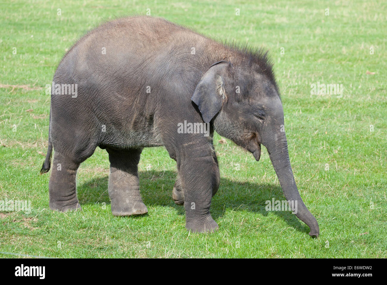 A single Asian Elephant calf walking in the sunshine Stock Photo