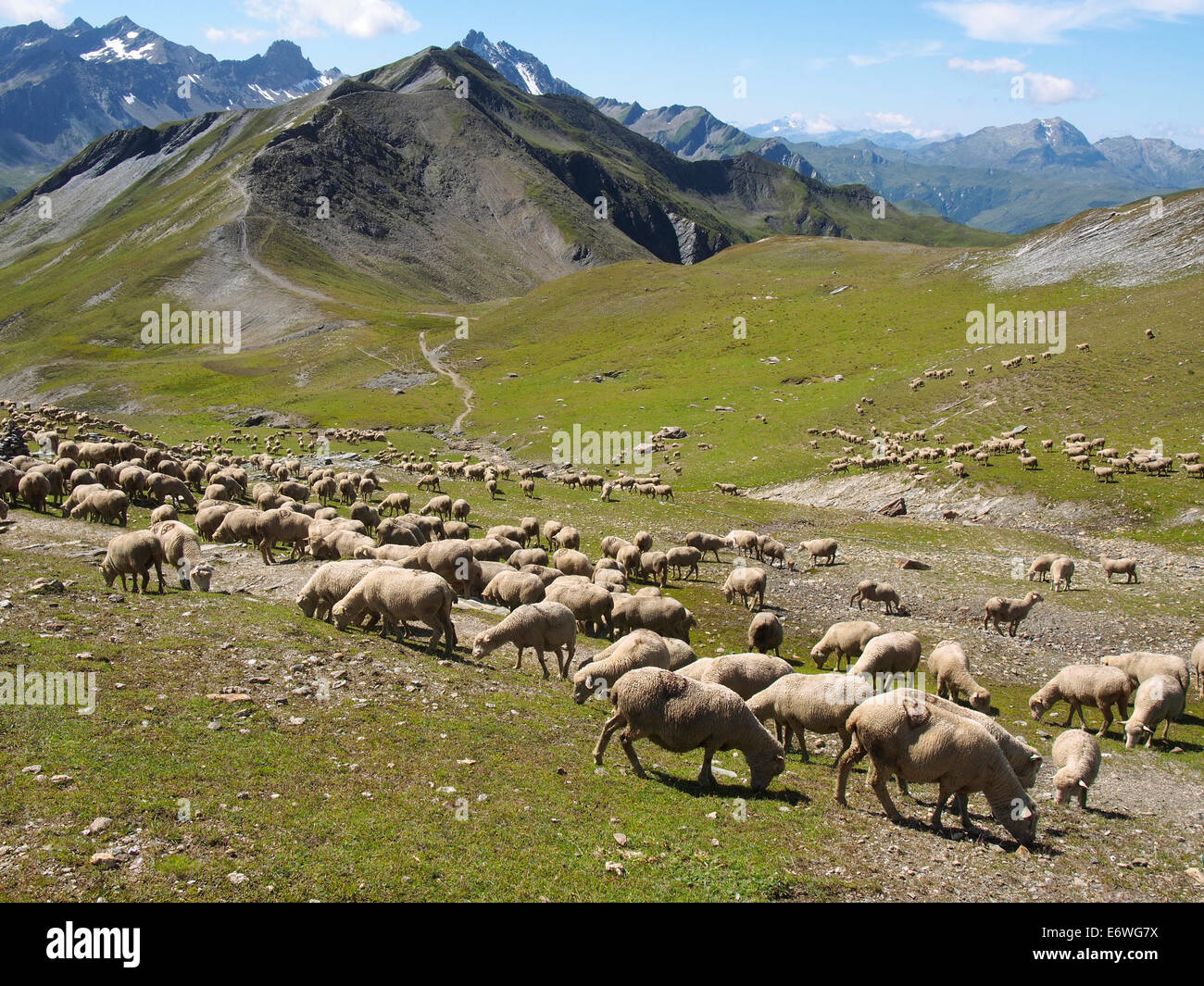 sheep, Col de la croix du Bonhomme, Alps, France Stock Photo