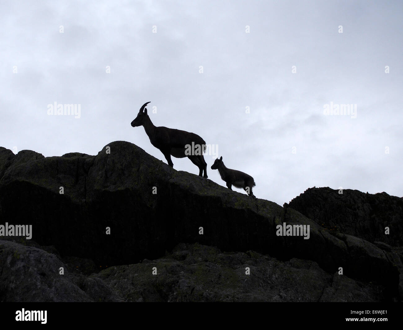 Le Chamois High Resolution Stock Photography And Images Alamy